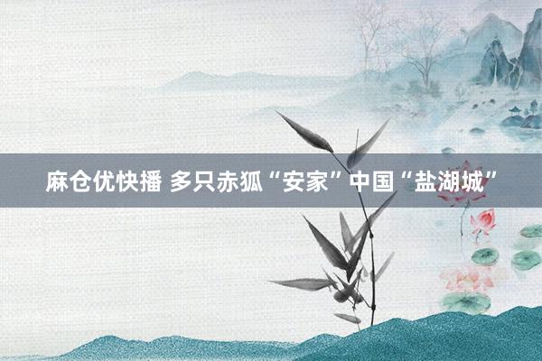 麻仓优快播 多只赤狐“安家”中国“盐湖城”
