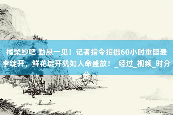 橘梨纱吧 勤恳一见！记者指令拍摄60小时重瓣麦李绽开，鲜花绽开犹如人命盛放！_经过_视频_时分